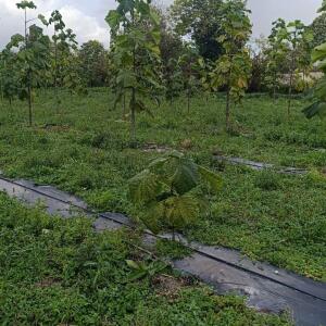 Paulownia en France - 20 October 2025