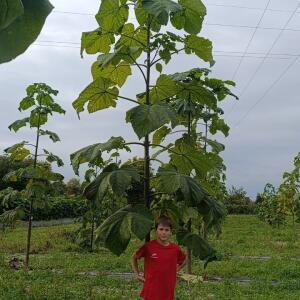 Paulownia en France - 19 October 2025