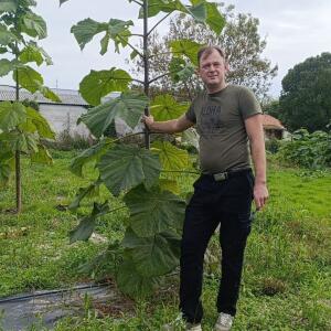 Paulownia en France - 19 October 2025