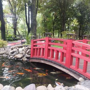 Paulownia en France - 2 October 2025