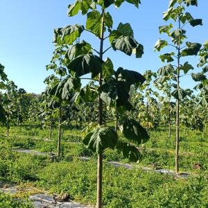 Paulownia en France - 17 October 2025