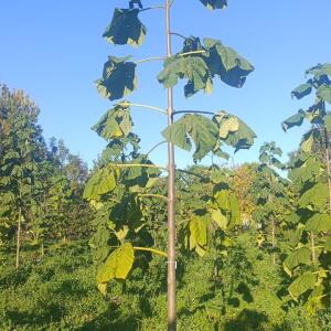 Paulownia en France - 17 October 2025