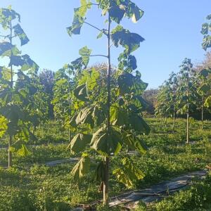 Paulownia en France - 17 October 2025