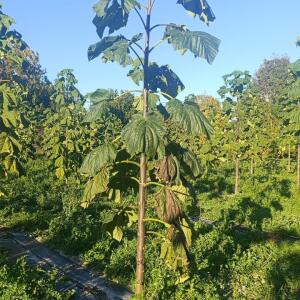 Paulownia en France - 17 October 2025