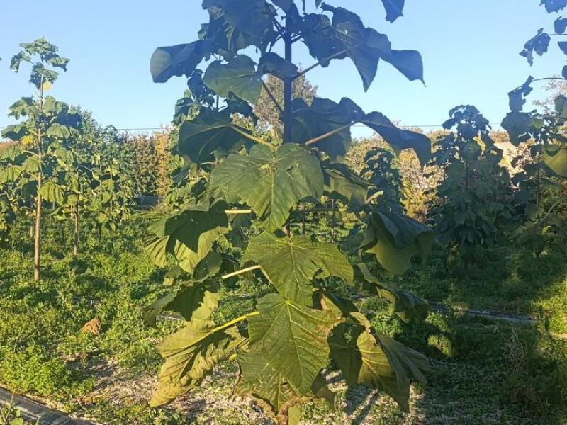 Paulownia en France