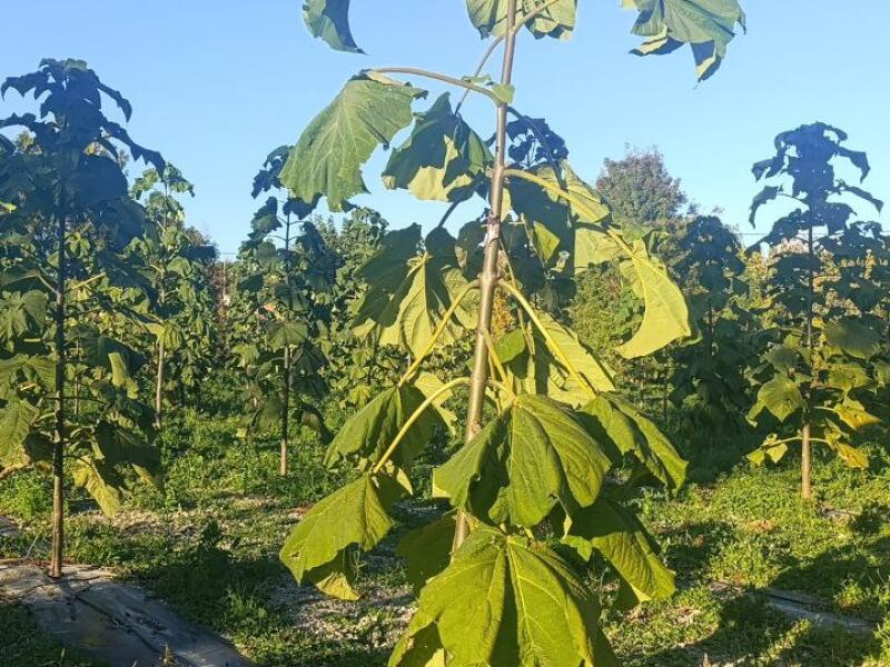 Paulownia en France