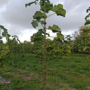 Paulownia en France - 20 October 2025