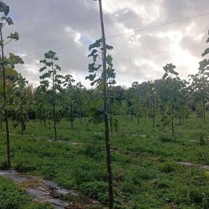 Paulownia en France - 20 October 2025
