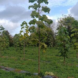 Paulownia en France - 20 October 2025