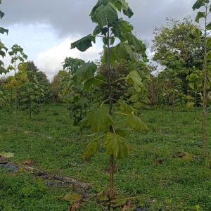Paulownia en France - 20 October 2025