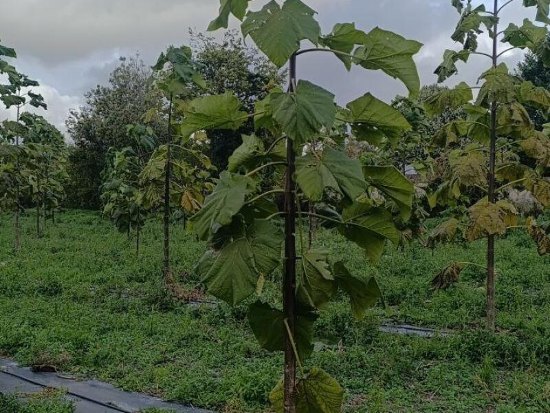 Paulownia en France