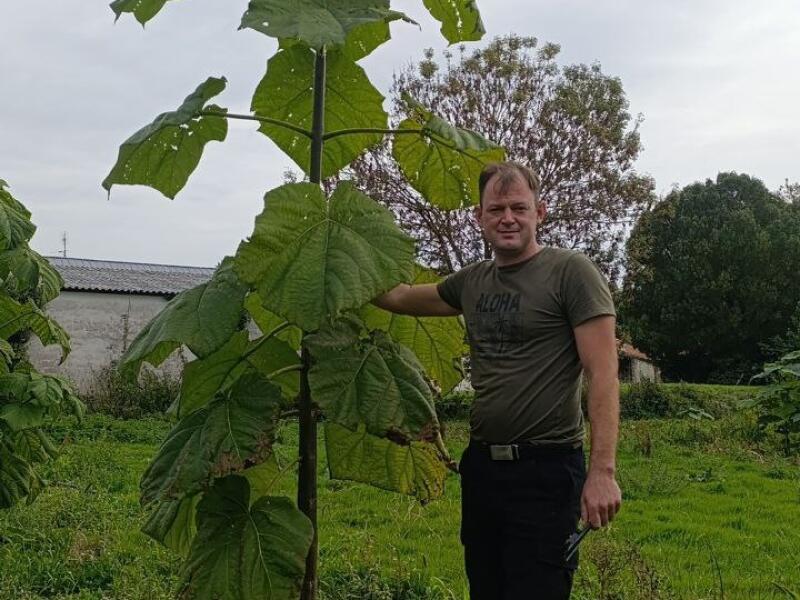 Paulownia en France