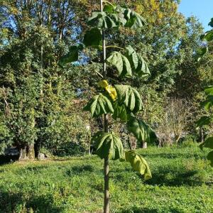 Paulownia en France - 17 October 2025