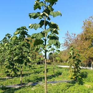 Paulownia en France - 17 October 2025
