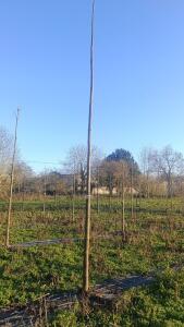 Paulownia en France - 4 January 2026