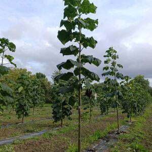 Paulownia en France