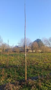 Paulownia en France - 4 January 2026