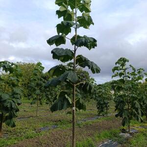 Paulownia en France