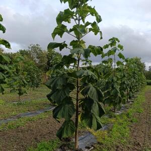 Paulownia en France