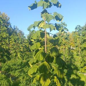 Paulownia en France - 17 October 2025