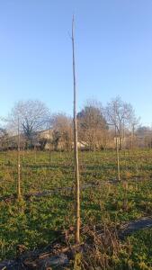 Paulownia en France - 4 January 2026