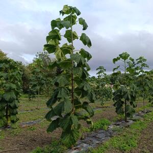 Paulownia en France
