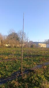 Paulownia en France - 4 January 2026