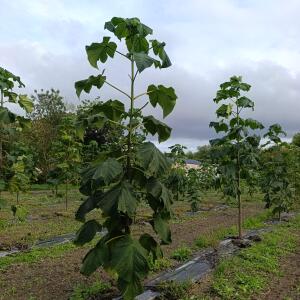 Paulownia en France