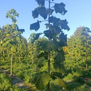Paulownia en France - 17 October 2025