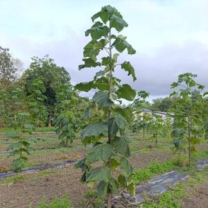 Paulownia en France