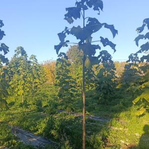 Paulownia en France - 17 October 2025