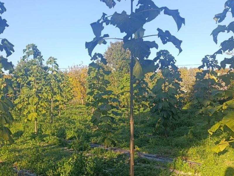 Paulownia en France