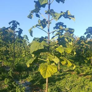 Paulownia en France - 17 October 2025