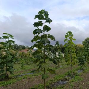 Paulownia en France