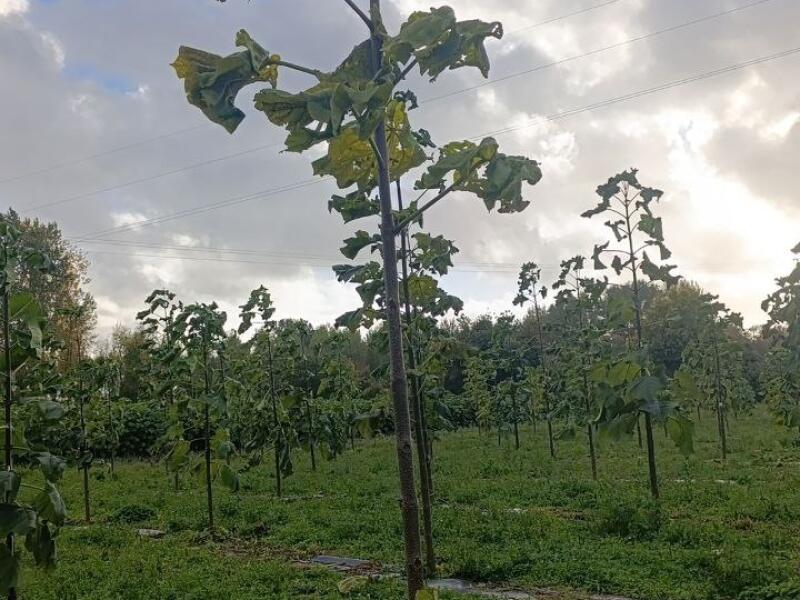 Paulownia en France