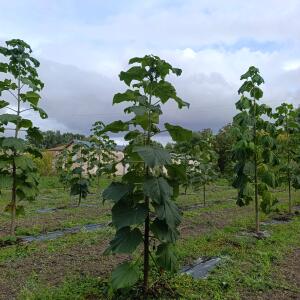 Paulownia en France