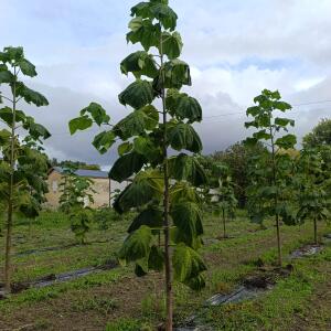 Paulownia en France