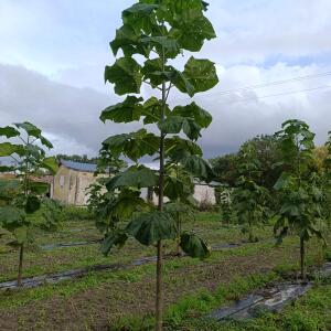 Paulownia en France