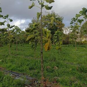 Paulownia en France - 20 October 2025