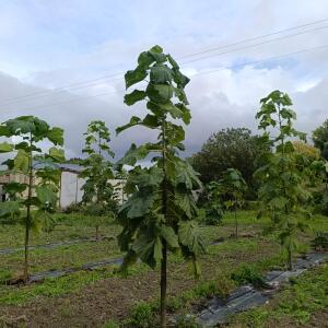 Paulownia en France