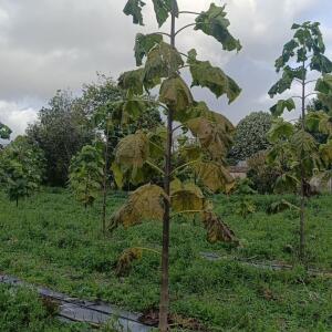 Paulownia en France - 20 October 2025