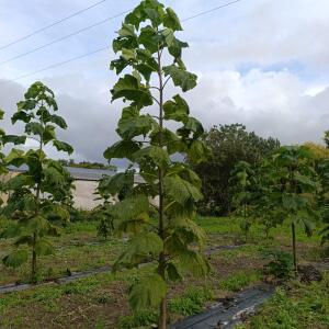 Paulownia en France