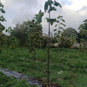 Paulownia en France - 20 October 2025