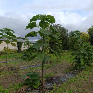Paulownia en France