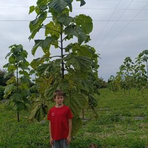 Paulownia en France - 19 October 2025