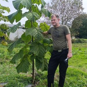 Paulownia en France - 19 October 2025