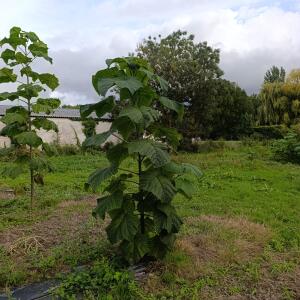 Paulownia en France