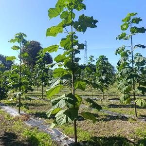 Paulownia en France