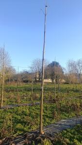 Paulownia en France - 4 January 2026