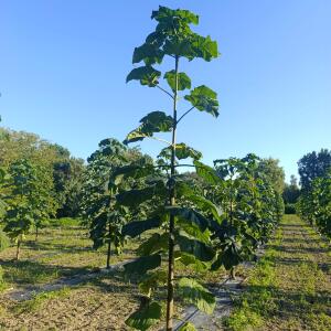Paulownia en France